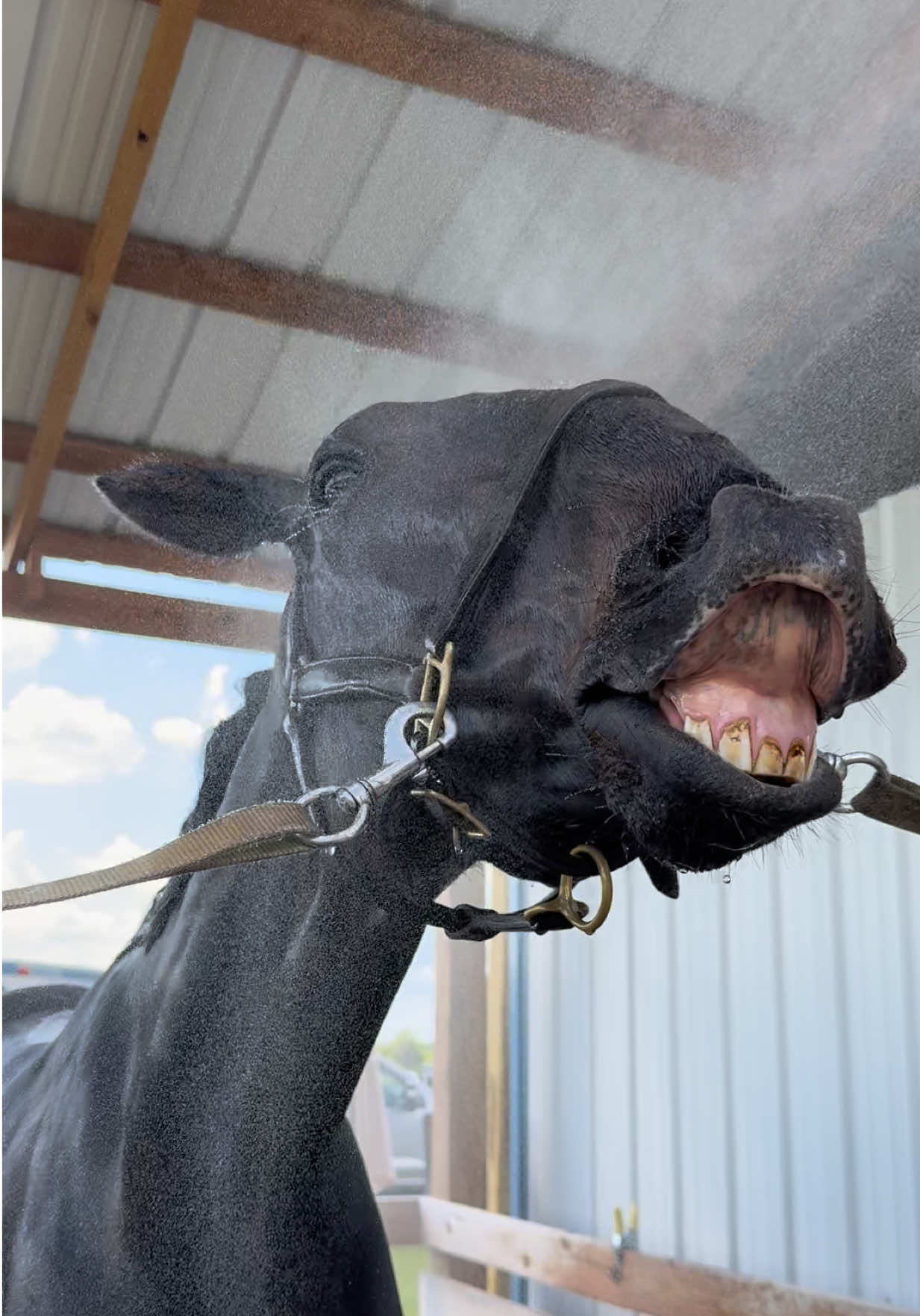 You know what time it is #misting #horse #smoothbrain #ottb #fyp 