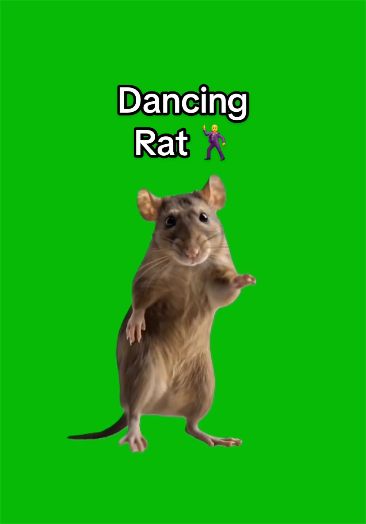 Dancing Rat green screen capcut template #ratdance #dancememe #capcutpioneer #capcut #pioneertemplate 