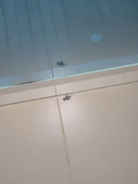 Killing a spider with a slipper - Turkish Girl Video