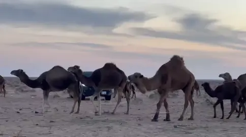 #اكحيله_العز🐪🔥 #اجدبيا_بنغازي_المرج_البيضاء_درنه_طبرق #راسكو_العقيله_بشر_البريقه_اجدابيا_بنغازي #الشعب_الصيني_ماله_حل😂😂 