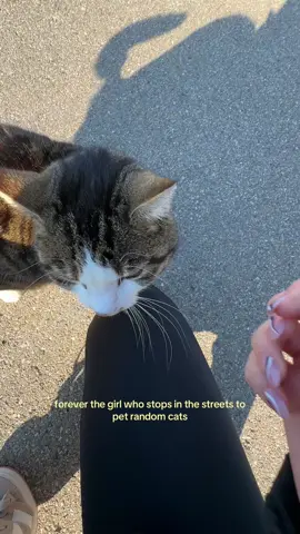 🐈#streetcats #lovecats 