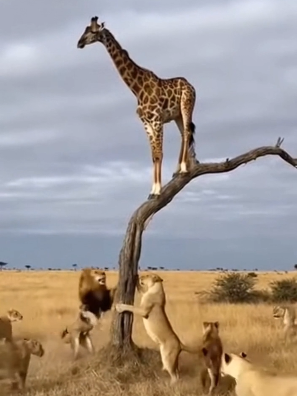 La jirafa encontró un lugar seguro #jirafa #leon #animal #safari #pet 