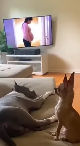 Dog Copies Weird Behavior 😂 #dog #funnydog #funnyvideo #funnyanimals #animals 