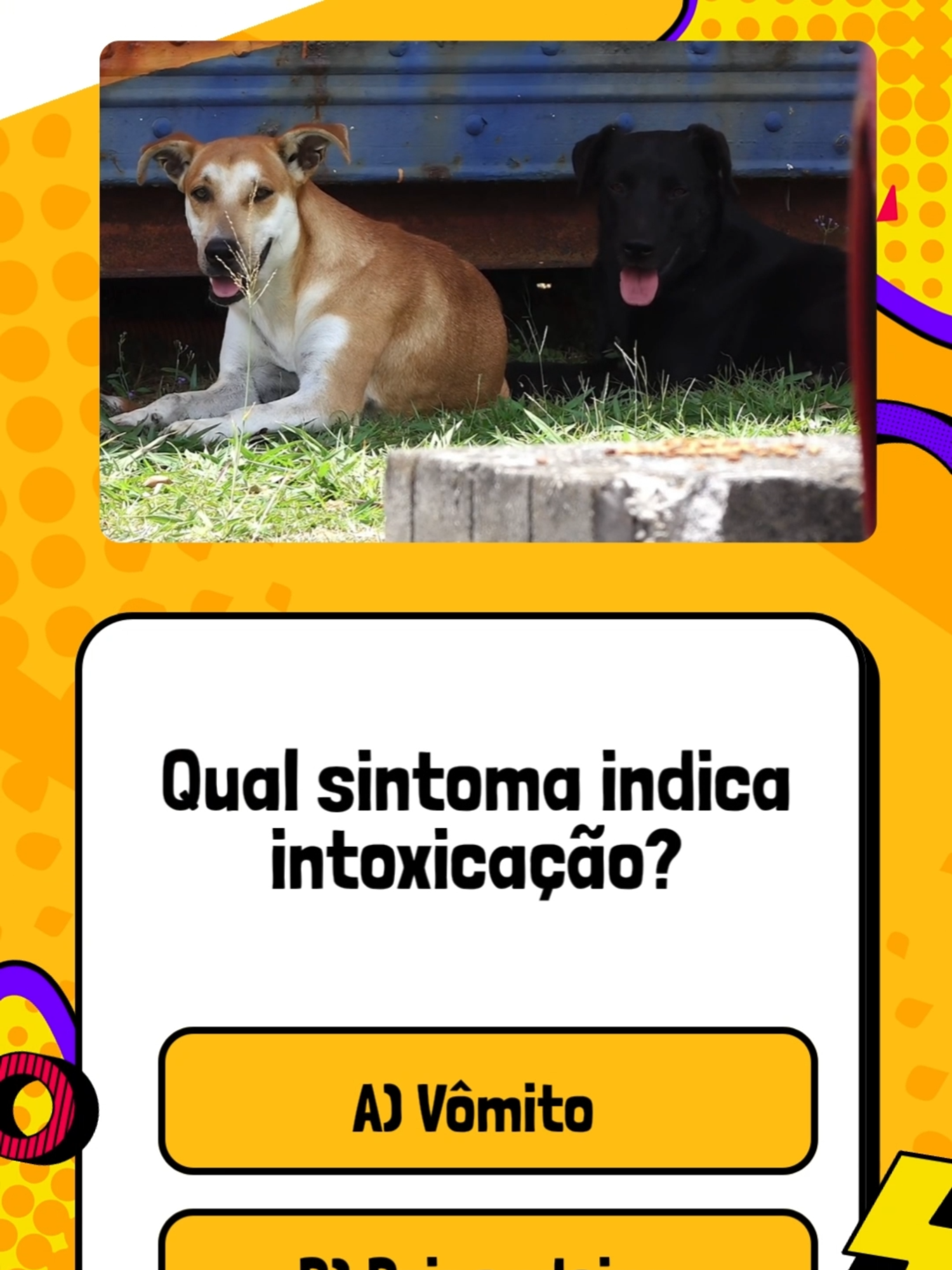 Quiz para fazer com os amigos #quiz #quiztime #desafio #desafiotiktok #pergunta #voceconsegue #teste #tiktokbrasil #aprendanotiktok #foryou #fyp #viral #trend #paravoce #cachorro #cachorros #dog #dogs #doglover #amocachorros #vidadecachorro #mundoanimal #pet #pets #petlover #paidepet #maedepet #curiosidadescaninas #quizcanino #quizdecachorro #adivinheacachorro #qualraca #descubraaraca #racasdecachorro #voceconhece #desafiocanino #quizanimal #perguntaserespostas #testeseupet #labrador #poodle #bulldog #pastoralemao #pinscher #goldenretriever #husky #shitzu #rottweiler #bordercollie #quiz #quiztime #desafio #desafiotiktok #voceconsegue #nivelhard #soosfortes #viral #fyp #paravoce #tiktokbrasil #trendbrasil #cachorro #cachorros #doglover #petlover #mundoanimal #curiosidades #vidadepet #quizcanino #adivinheacachorro #qualraca #racasdecachorro #descubraaraca #desafiocanino #quizanimal #labrador #goldenretriever #husky #bulldog #bordercollie