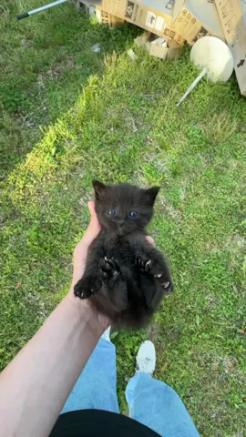 😼#kitty #cat #cute #meow 