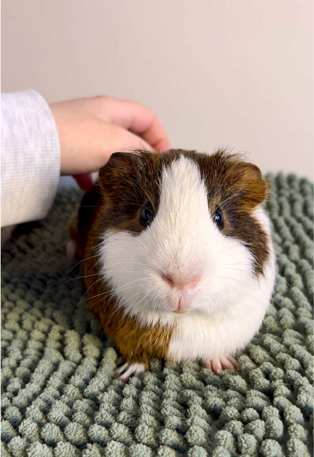 ✨🐾 #guineapigs #asmr #guineapigsoftiktok #cuteguineapig #petlovers 