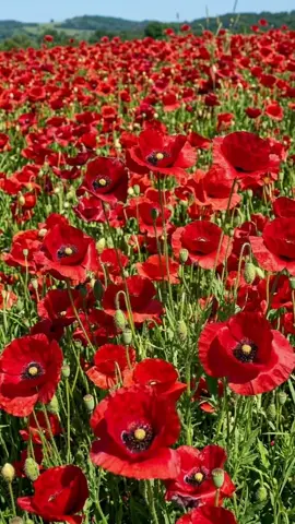 Red poppies (Papaver) deliver unparalleled vibrance to the sunny garden. Featuring brilliant crimson, tissue-paper blooms and striking architectural seed pods, they are essential for adding wild, naturalistic texture to any landscape. 🌺🌿  #poppy #flowers #redflower #flowerfield  #plant 