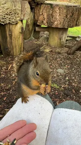 #douglas #squirrel Scruffy spent a little time with me today along with one other brown Douglas squirrel around as well as 2 or 3 young Eastern Grey squirrels.  He was keeping everyone else at bay. He has one light duty nest close by that he may spend at least some night in.  #behavior #alpha #wild