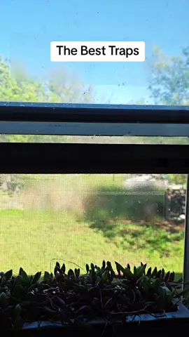 these are the best fly traps for indoors. flies naturally go to the window for sunlight trying to escape so you put these clear sticky sheets in your window and you catch all of those pesky flies in your house. No more flies on your food. #weeklydeals #tiktokshopsringglowup #springbreak #fypシ #fly 