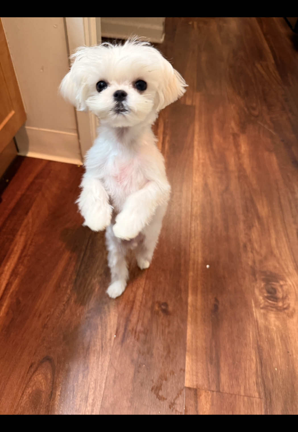 “I can’t stop watching this”?🤣😂🤣 #fyp #dogsoftiktok #funnydog #malteselove #dogdance