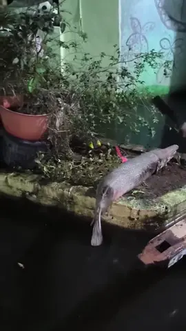 This Fish is Built Like A Tank#insighthub #information #storytelling #viral #knowledge 