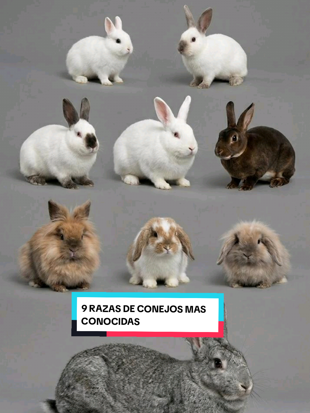 Conoce las razas de conejos más queridos en el mundo conejil 😌😊🥰🐰#petlover #fyp #michpetmarket #bunny #Viral 