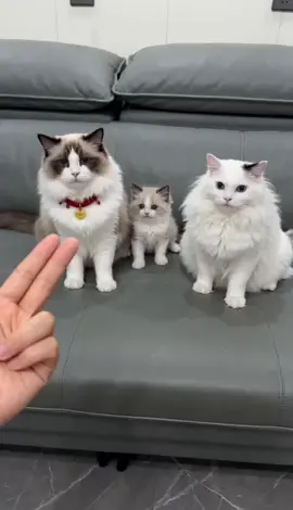 funny#funny #cute #fyp #cat #pet 