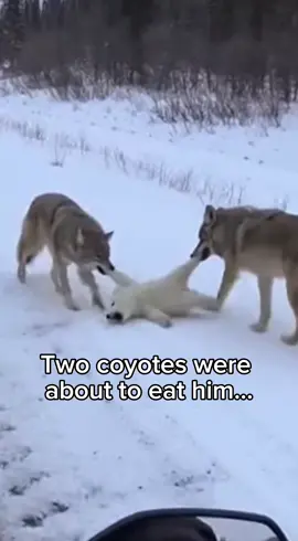 It started like any other ride… until it didn’t 🏍️❄️ In the snow, two coyotes were dragging a polar bear cub 🐺🐺🐻‍❄️ His cries… I won’t forget them. He was defenseless. Lost. I sped toward them without thinking 💨 Shouting, making noise… and they ran. Then everything went quiet. He was left there, trembling 🥺❄️ I picked him up carefully. So small. So fragile 🤍 At the vet, I could only watch from behind the glass 🏥 Hoping he would survive. And he did ✨ Days passed. He got stronger. That night, he slept next to me 💤 Then… she came. His mother 🐻‍❄️ Right outside my window. I didn’t stop him. Because love doesn’t always hold on… sometimes it lets go. #AnimalRescue #WildlifeStory #PolarBearCub #EmotionalMoment #NatureVideo   🐻‍❄️❄️💙