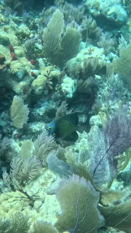 Gorgeous French Angel on the reef #Ocean  #Diving  #Angel #Fish  #Viral 