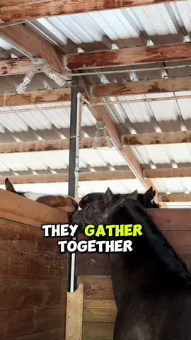 Horse #horse #horsegirl #horsesontiktok #animes #video 