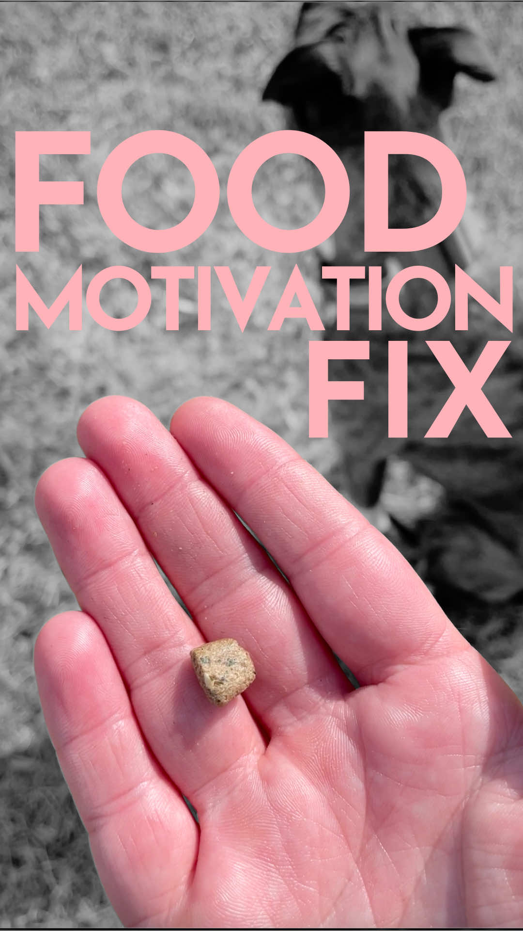 How to train a dog with food (EVEN IF THEY AREN’T “FOOD MOTIVATED”) #DogTraining #dogtrainer #puppytraining #dogtrainingtips @Pupford 