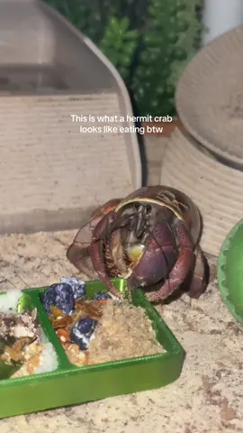 A polite little guy #hermitcrabs #hermitcrab #animals #pets #beach