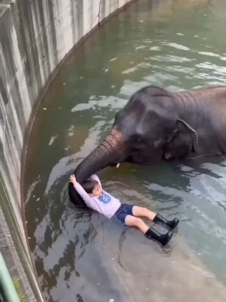 A crowd panics as a child falls in... but watch what the elephant does next! 😱🐘💧