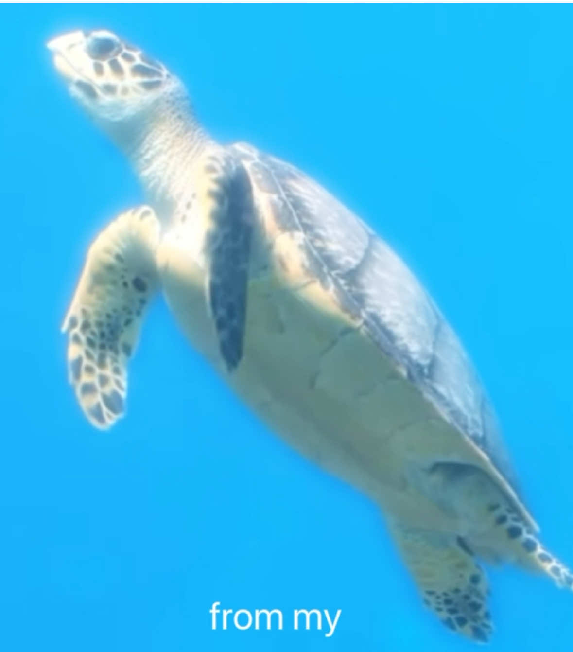 baby sea turtles make me so sad || #seaturtles #fyp #edit #animals #aesthetic 