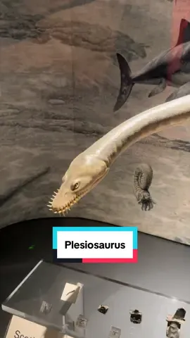 The first complete skeleton of Plesiosaurus was discovered by the groundbreaking paleontologist and fossil hunter Mary Anning near Lyme Regis in Dorset, England in 1832. #fossil #museum #england 