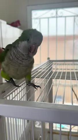 Esse é o Nekinho, a Caturrita mais fofa do Brasil 🇧🇷 #caturrita #fofura #passaro #animais 