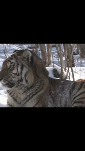 #siberian #tiger #nature #edit  