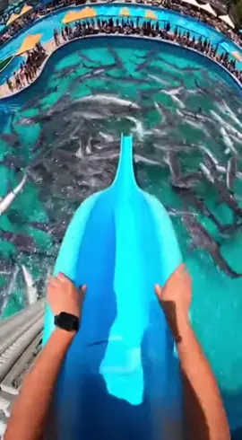 Slide of sharks dare #slide#sharks #dare #waterslide