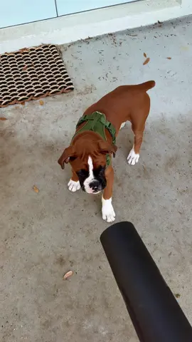 Putter vs. leaf blower @puttertheboxerpup #puppy #boxerpuppy #boxer 