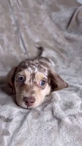 Puppies ready for forever homes 🐾💛 Don’t miss your new best friend—DM now before they’re gone! #puppies #fyp #adoptdontshop #dogsoftiktok #viralvideo 