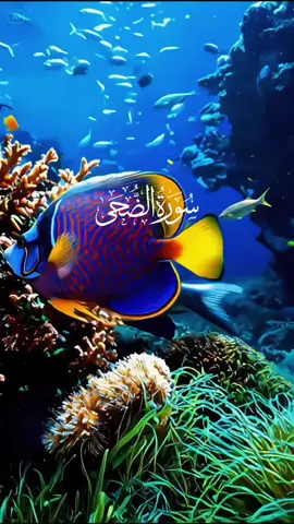 #سبحان_الله_العظيم #یا_الله_یاالرحمان_یا_کریم #تلاوت_قرآن #راحة_نفسية #islamicvideo 
