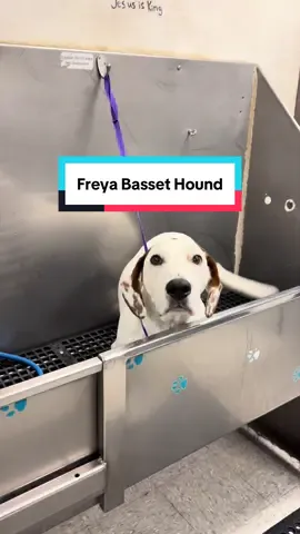 Freya was a great pup to work on. #bassetthound #hounddog #doggrooming #dogbath #dogs 
