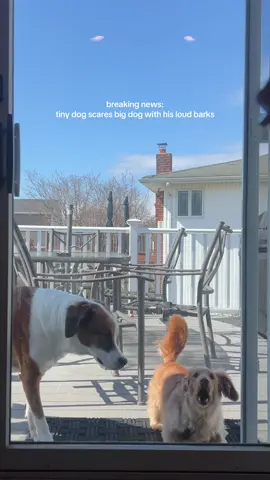 SO funny 😭 duke’s (big dog) twitches every time noodle barks crack me up!!! also noodle is a menace, but dachshunds am i right? #noodleyorkcity #dachshund #smalldog #bigdog #funnyvideo 