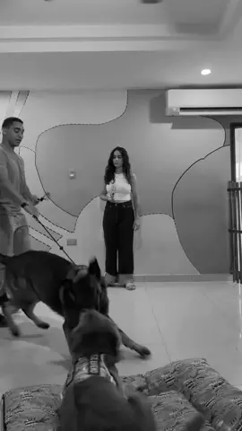 @El Mejor Can| Educación Canina 🫶🏻✨