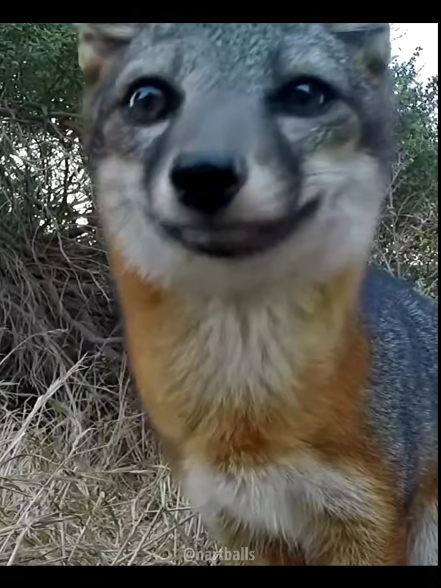 island fox comeback story. #nartballs