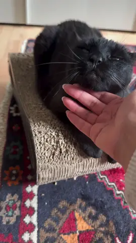 🫶🏽 #catsoftiktok #blackcatsoftiktok #blackcat #catscatscats #catslovers 