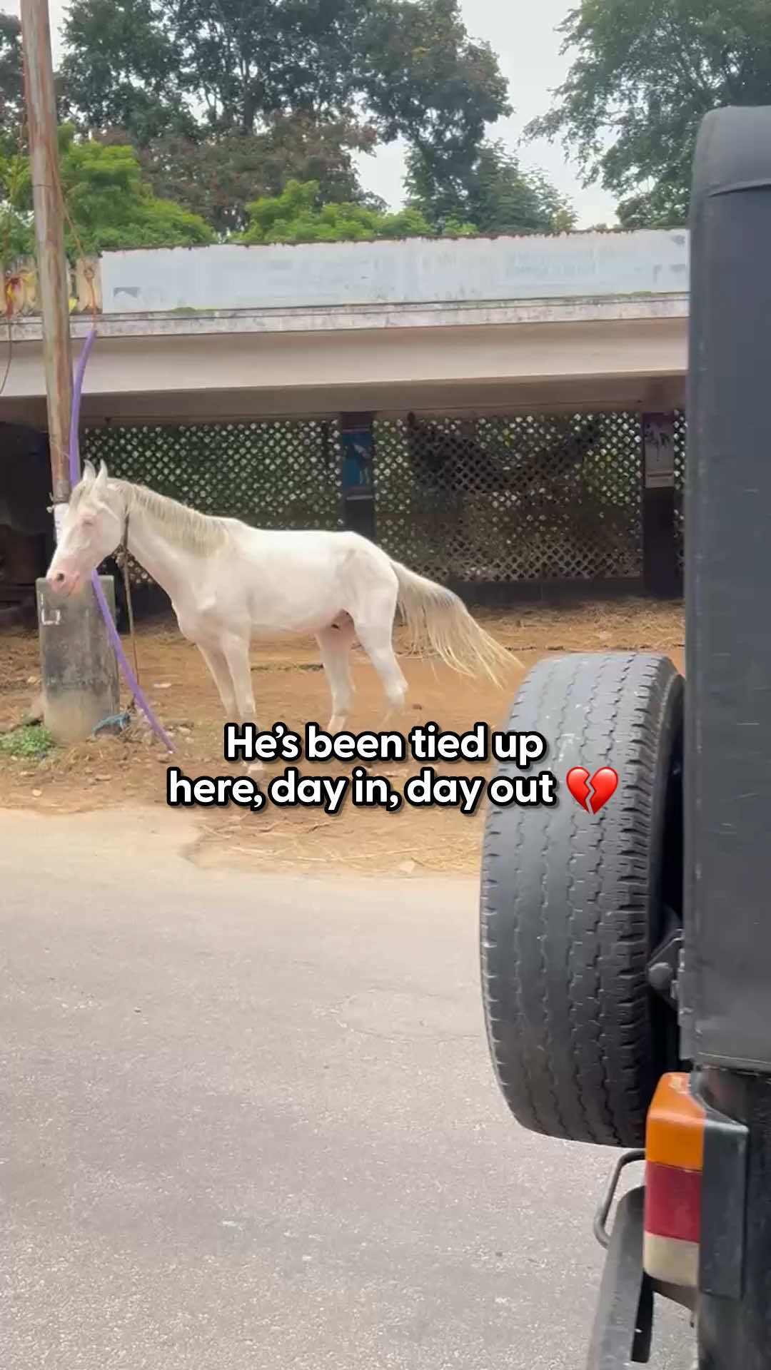 Just wait for the ride that set him free ✨ Gandalf spent years as a wedding horse — until Zoha helped him find the magical life he always deserved 💛 A happy rescue tale thanks to The Backwater Sanctuary. See more from them on Instagram: thebackwatersanctuary