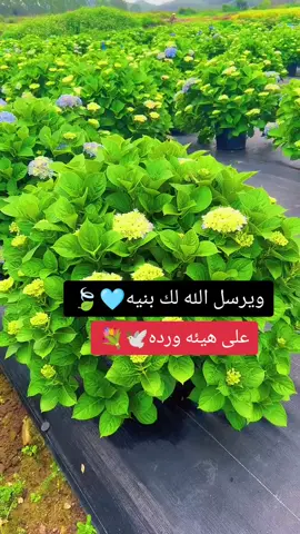 تابعني وانضم الى صفحتنا الجميلة #عبارات #عباراتكم #مشاعركم_هنا 