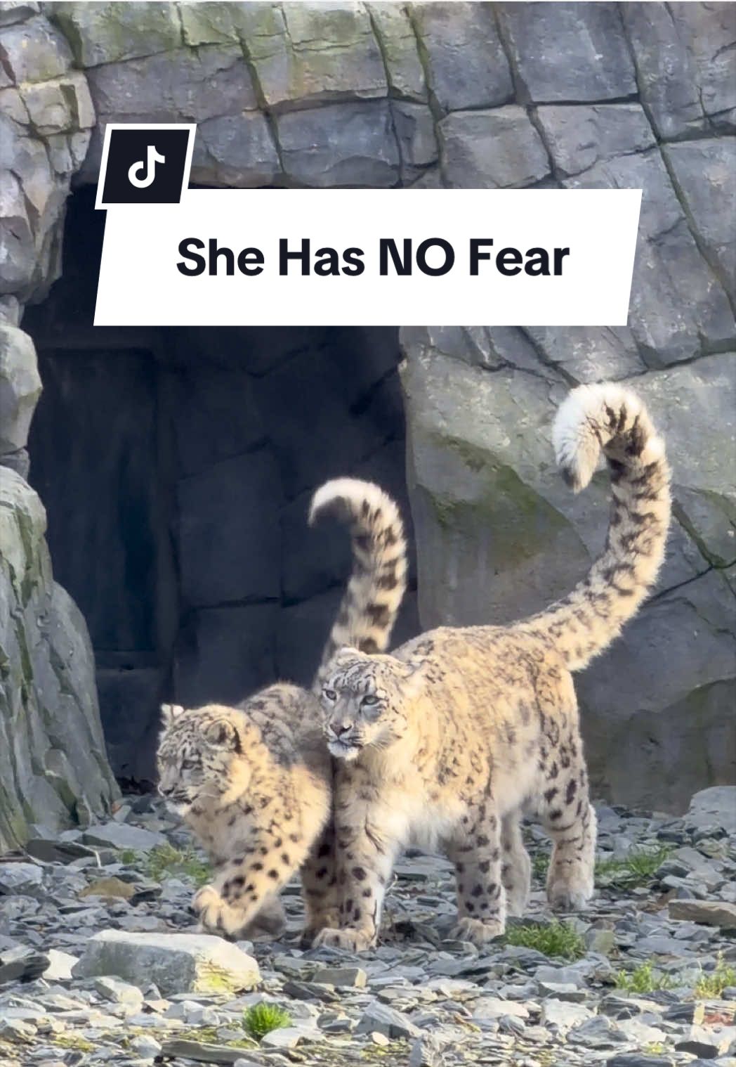 Watch this little daredevil 👀 Bheri spends most of her day climbing anything she can find, launching herself off it, then going straight back for another go like nothing happened Mum Nubra, tries her best to keep up, but Bheri has fully committed to chaos mode… including using her as part of the stunt course 🐾 @Chester Zoo  #snowleopard #cubs #babyanimals #funnyanimals #chesterzoo 