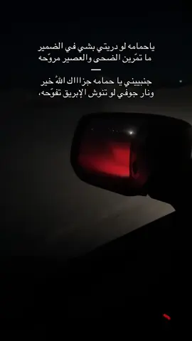 #ياحمامه لو دريتي بشي في #الضمير #مجرد_ذووقツ🖤🎼 #اكسبلوررر 