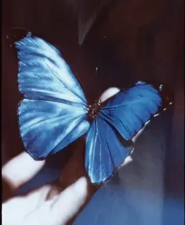 blue butterflies are beautiful omg ཐི༑ཋྀ🦋𖤐⭒๋࣭ ⭑⋆·˚ ༘ * #moodboard #aesthetic #butterfly #blue #xybca 
