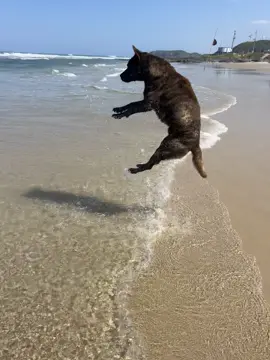 Esse é o Orelha  de Torres 🐶 #justicapororelha #orelha #dogsoftiktok #dog