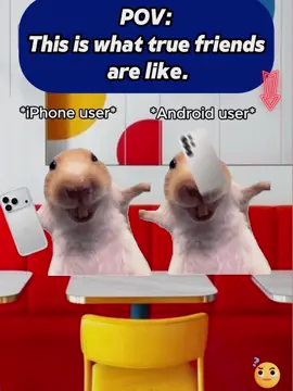 #catmemes #fyp 