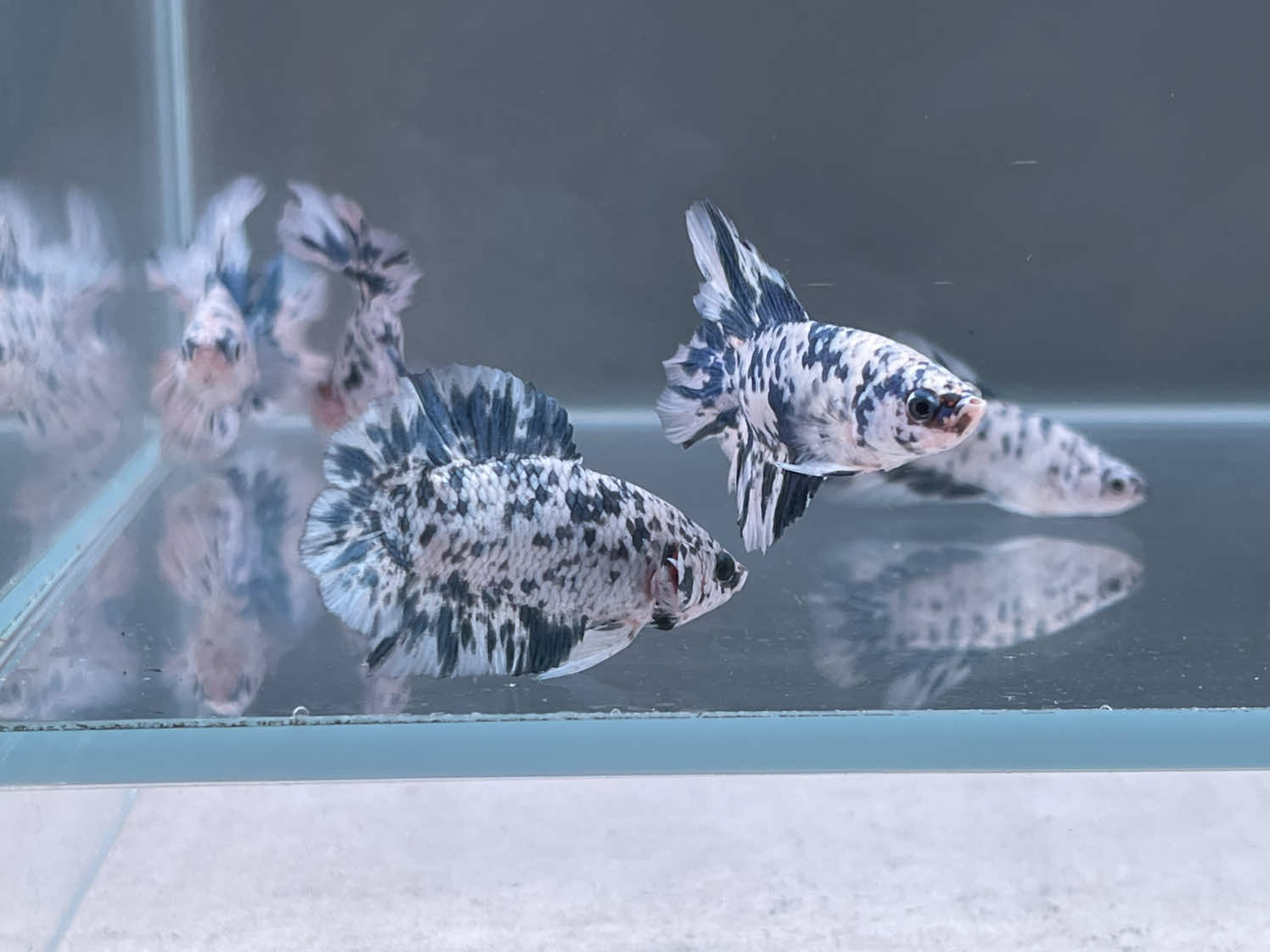 Betta is teritorial fish, in wild, when they mature, the male going out to claim his territory so he can start dating 😜 This sample of one batch our spawn that have different form but carried same genetic and it's very visible  #CapCut #betta #fyp #viral