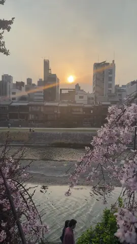 Kamogawa river 🥹 #kyoto #kamogawa #Love #japan #sakura  