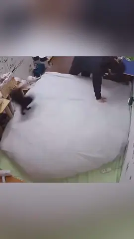 #funnnyanimals #funnyvideo #pets #fyp 