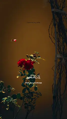 #CapCut #عبدالرحمن_مسعد #قران_كريم_ارح_سمعك_وقلبك #تلاوة_خاشعة #القرآن_الكريم 