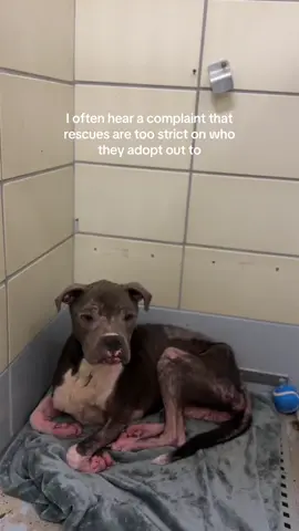 #adoptdontshop #animalrescue #doglovers #dogshelter #adopt 