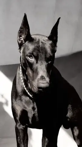 dobermans are the pinnacle of protection, a perfect mix of power, courage, and constant vigilance over those they love || creds to the owners of the videos || #dobermann #dobermanaesthetic #dobermannlove #dobermanpinscher #doberman 