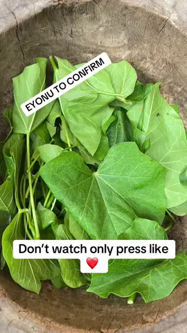 How to use Jatropha leaf for getting out of hardships and difficulties #spiritual #soap #nigeriatiktok🇳🇬🇳🇬🇳🇬 #goviral 